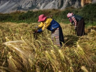 迪庆青稞种植基地供应量900吨图5
