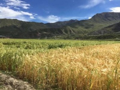 迪庆青稞种植基地供应量900吨图9