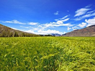 迪庆青稞种植基地供应量900吨图6