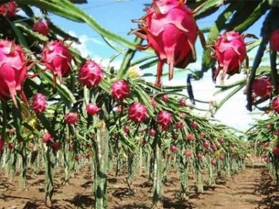 迪庆火龙果种植基地供应量8吨图5