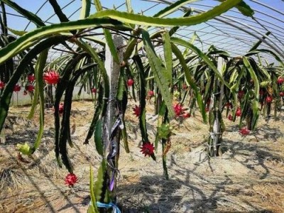 迪庆火龙果种植基地供应量8吨图2