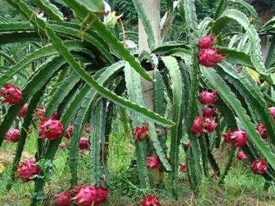 迪庆火龙果种植基地供应量8吨图6