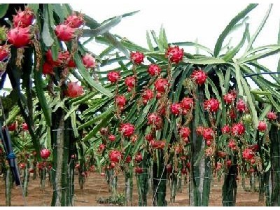 迪庆火龙果种植基地供应量8吨图7