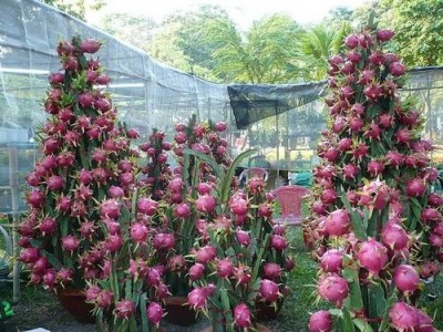 迪庆火龙果种植基地供应量8吨图8