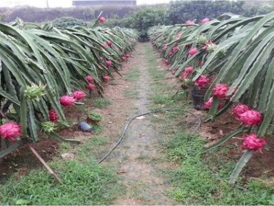 迪庆火龙果种植基地供应量8吨图3