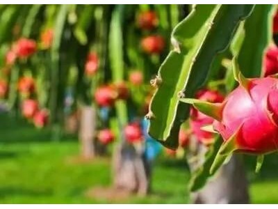 迪庆火龙果种植基地供应量8吨图9