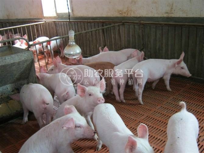 大理鹤庆生猪养殖专业合作社供应量500头图2