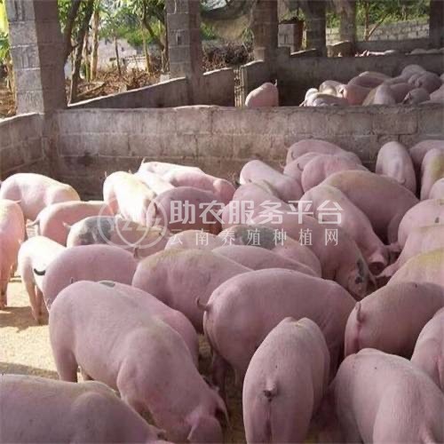 大理鹤庆生猪养殖专业合作社供应量500头图3