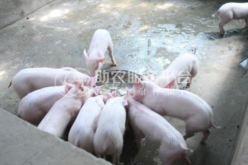 大理鹤庆生猪养殖专业合作社供应量500头图4
