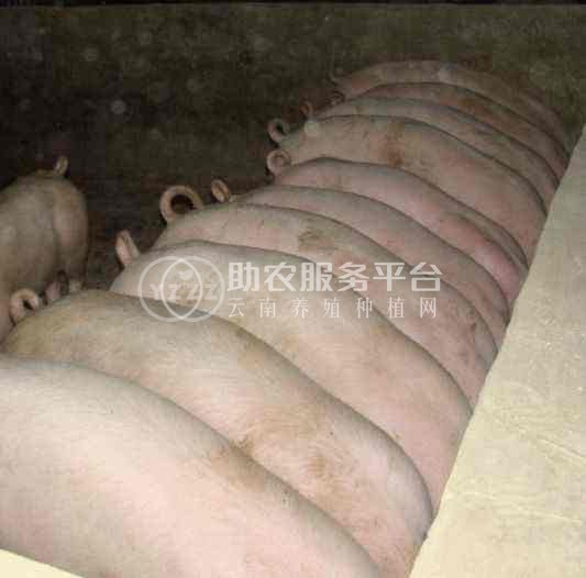 大理鹤庆生猪养殖专业合作社供应量500头图5