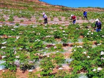 迪庆油牡丹种植基地供应量80亩图8