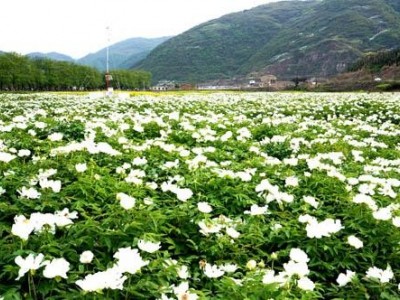 迪庆油牡丹种植基地供应量80亩图5