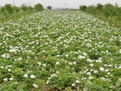 迪庆油牡丹种植基地供应量80亩图6
