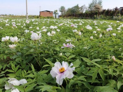 迪庆油牡丹种植基地供应量80亩图4