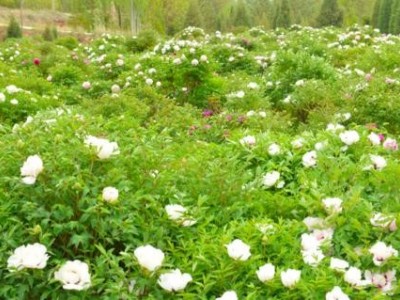 迪庆油牡丹种植基地供应量80亩图2