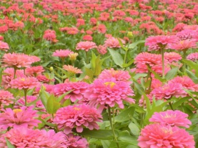 迪庆油牡丹种植基地供应量80亩图3