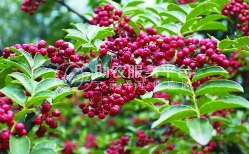 迪庆花椒种植基地供应量80吨图1