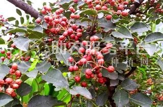 迪庆花椒种植基地供应量80吨图5