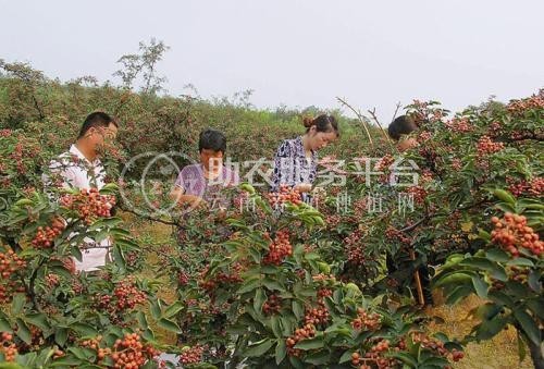 迪庆花椒种植基地供应量80吨图3