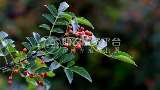 迪庆花椒种植基地供应量80吨图7