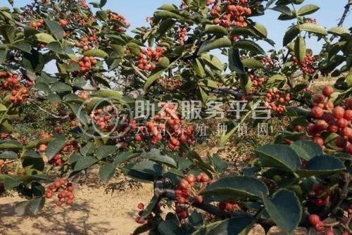 迪庆花椒种植基地供应量80吨图8