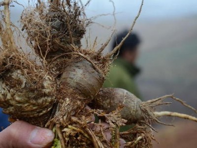 迪庆玛咖种植基地供应量9吨图2