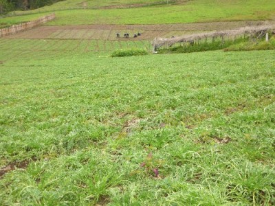 迪庆玛咖种植基地供应量9吨图4
