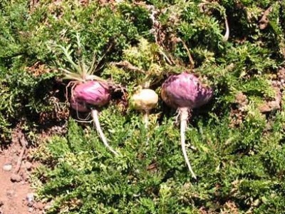 迪庆玛咖种植基地供应量9吨图7