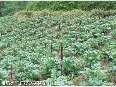 迪庆魔芋种植基地供应量70吨图4