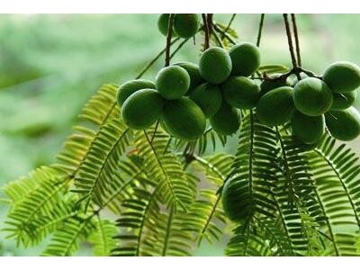 迪庆核桃种植基地供应量60吨图4