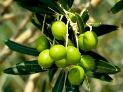 迪庆油橄榄种植基地供应量60吨图8