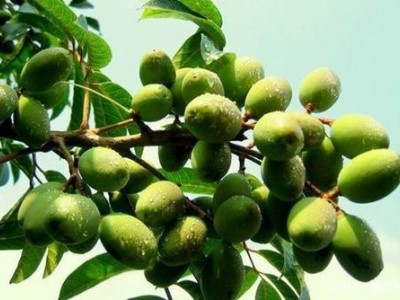 迪庆油橄榄种植基地供应量60吨图6