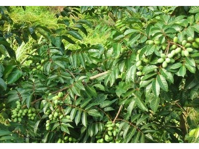 迪庆油橄榄种植基地供应量60吨图7