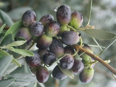 迪庆油橄榄种植基地供应量60吨图2