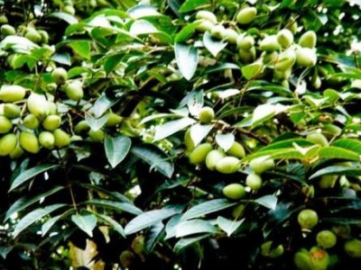 迪庆油橄榄种植基地供应量60吨图5