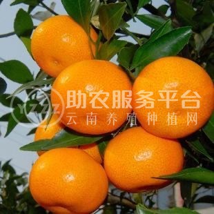 大理鹤庆水果种植专业合作社供应量3吨图1
