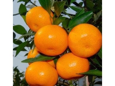 大理鹤庆水果种植专业合作社供应量3吨