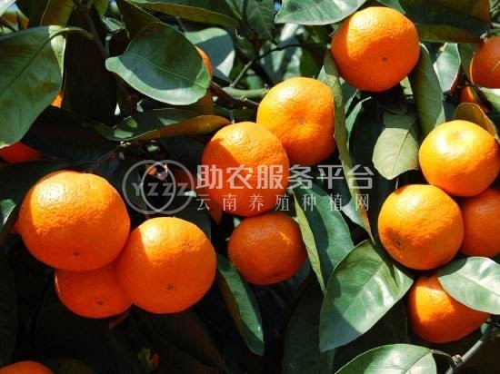 大理鹤庆水果种植专业合作社供应量3吨图2