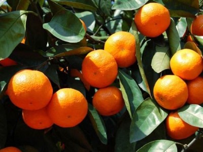 大理鹤庆水果种植专业合作社供应量3吨图2