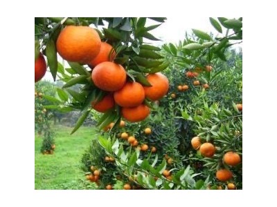 大理鹤庆水果种植专业合作社供应量3吨图3