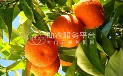 大理鹤庆水果种植专业合作社供应量3吨图4