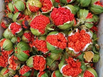 迪庆重楼种植基地供应量9吨图3