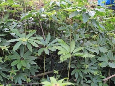 迪庆重楼种植基地供应量9吨图2