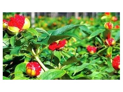 迪庆重楼种植基地供应量9吨图4