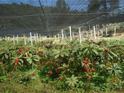 迪庆重楼种植基地供应量9吨图5