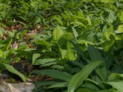 迪庆重楼种植基地供应量9吨图8