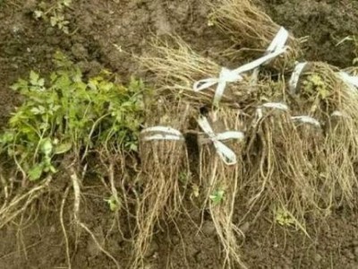 迪庆当归种植基地供应量8吨图5