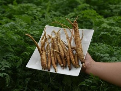 迪庆当归种植基地供应量8吨图3