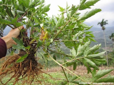迪庆当归种植基地供应量8吨图4