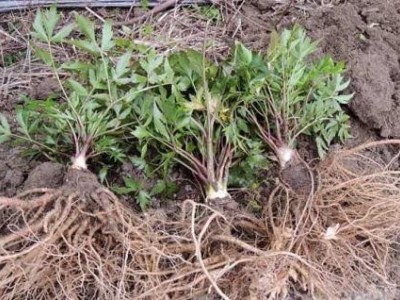 迪庆当归种植基地供应量8吨图7